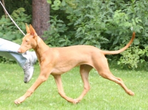 Izzie on the move 4 1/2 months old