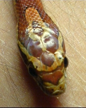Louis