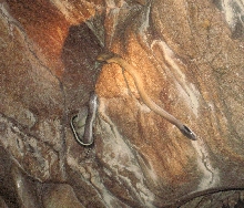 Cave dwelling snake