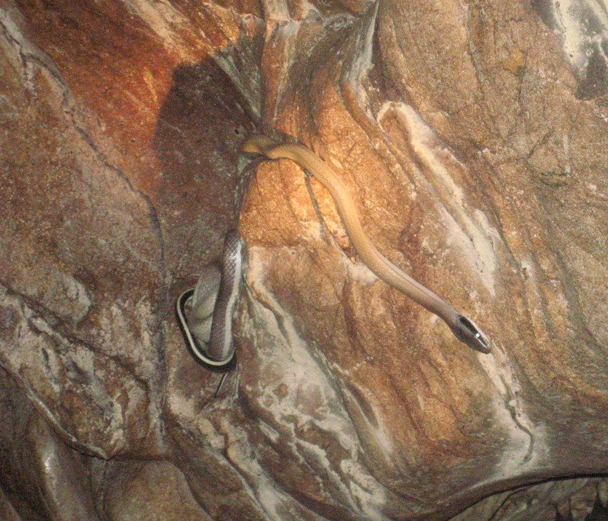 Cave dwelling snake