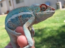 Fatso 1