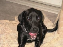 Blake mixed black lab