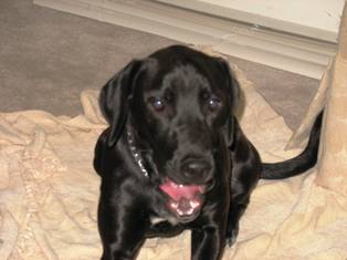 Blake mixed black lab