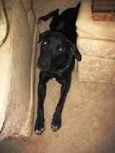 Blake: Black Lab  ?