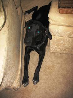 Blake: Black Lab  ?