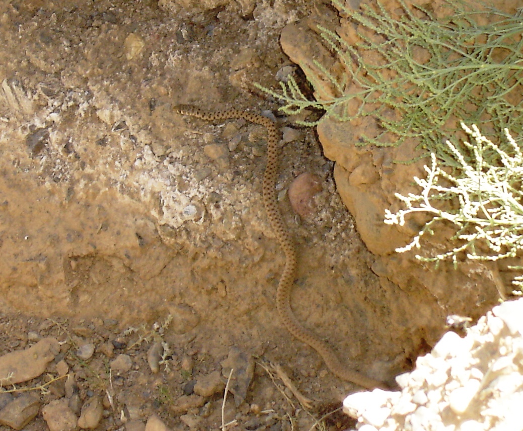 Afghanistan Snake