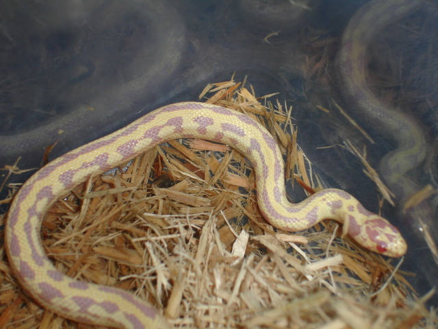 My first king snake