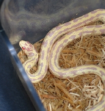 yellow king snake