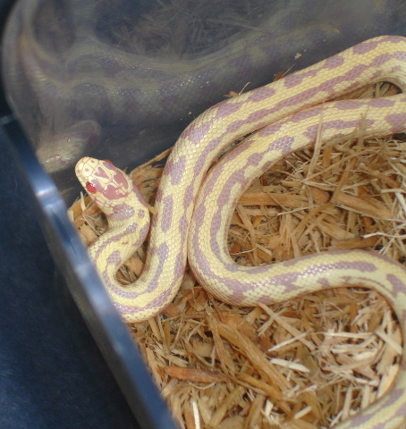 yellow king snake