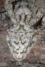 granite leaf tail
