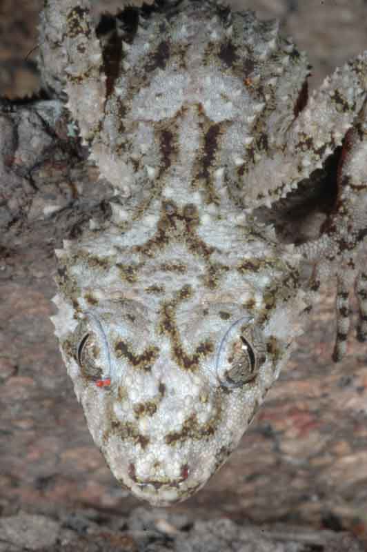 granite leaf tail
