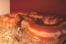 Albino Blood