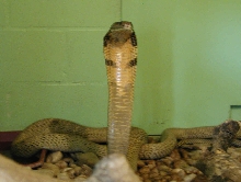 OHanna at Reptile World