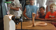 Albino Naja at Reptile world