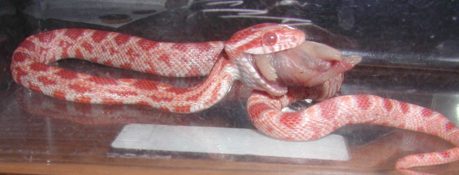 Young Corn eating pinkie