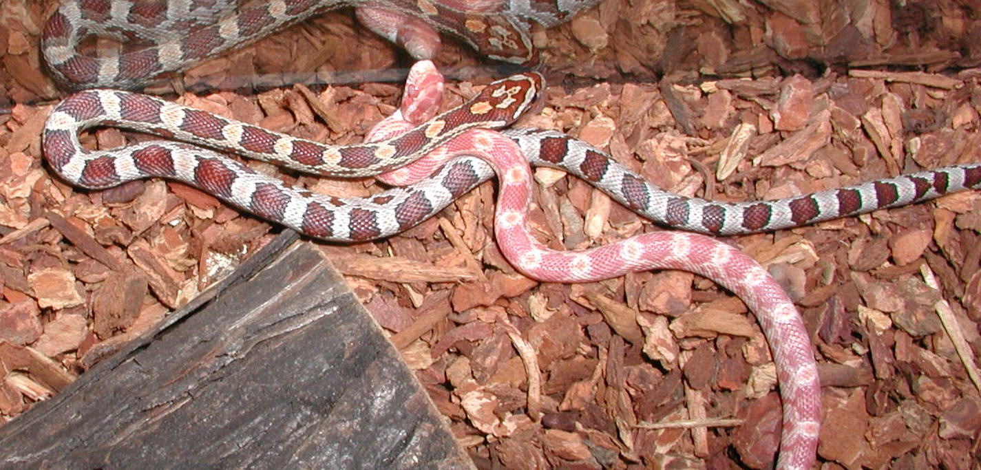 Satin and Silk, two corns
