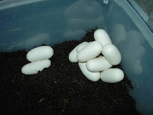 Western coachwhip eggs