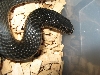 caspian whipsnake