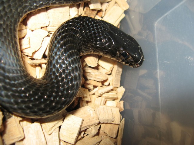 caspian whipsnake
