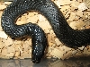 coluber jugularis 2