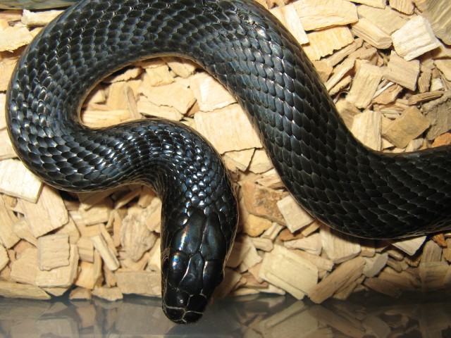 coluber jugularis 2