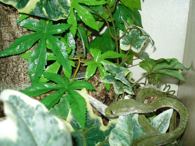Boiga drapeizii shedding