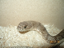 Western coachwhip