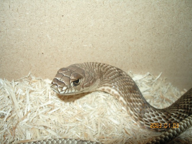 Western coachwhip