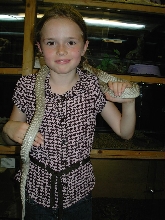 Western coachwhip