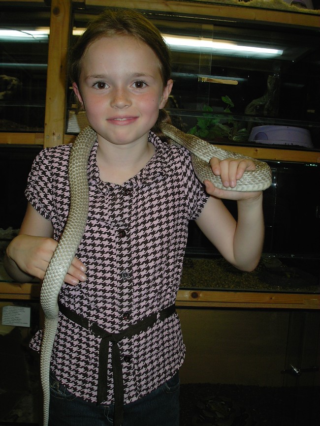 Western coachwhip