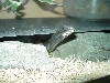 Northern black racer