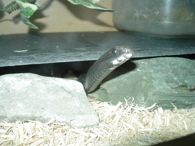 Northern black racer
