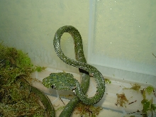 Boiga drapiezii...figure of 8