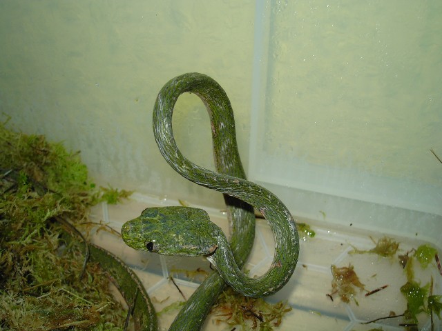 Boiga drapiezii...figure of 8