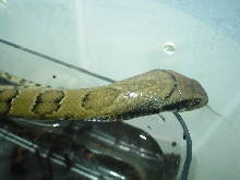 Female FWC