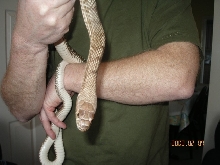 holding coachwhip