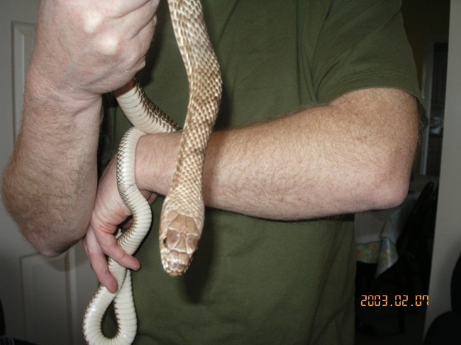 holding coachwhip