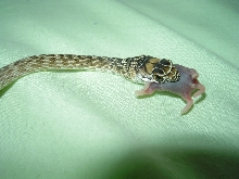 baby coachwhip feeding