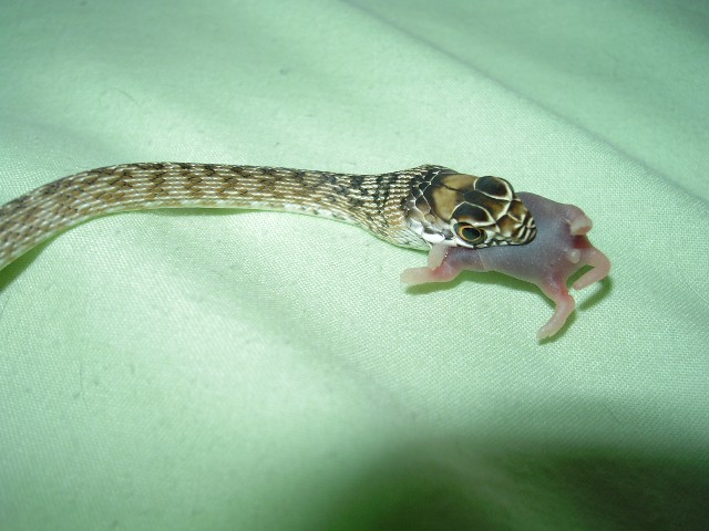 baby coachwhip feeding