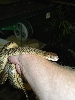 whipsnake