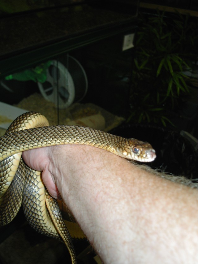 whipsnake