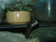 coluber constrictor