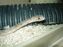 eastern coachwhip?