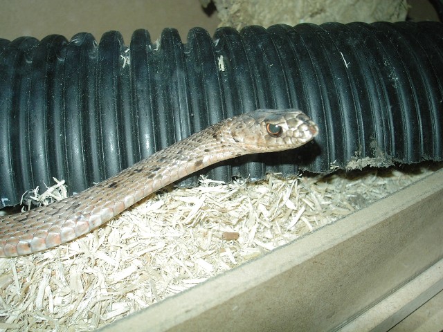 eastern coachwhip?