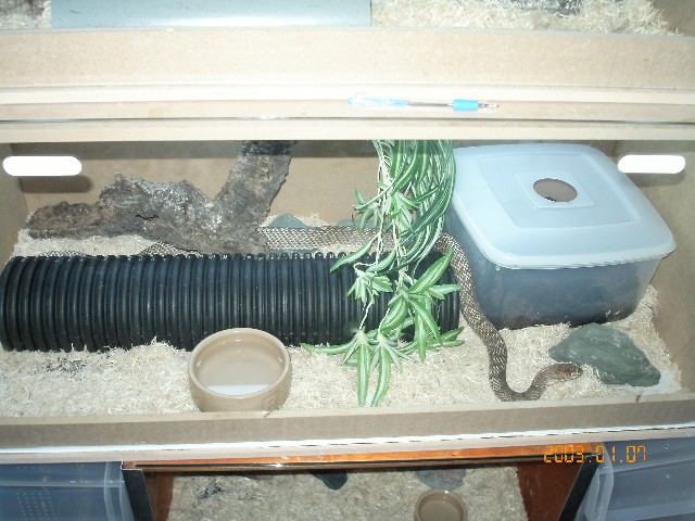 coachwhip cage