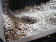 coachwhip