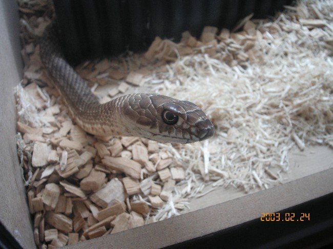 coachwhip