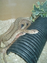 paired coachwhips