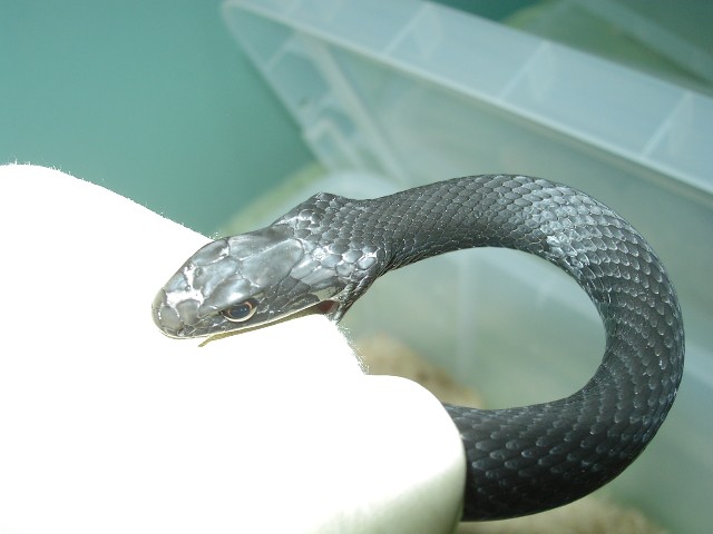 black racer