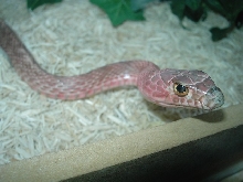 red phase coachwhip